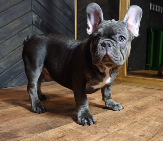 french-bulldog-puppies-for-sale-friendly-and-intelligent-big-4