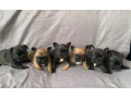 french-bulldog-puppies-for-sale-the-number-is-limited-small-2