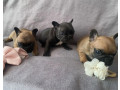 french-bulldog-puppies-for-sale-the-number-is-limited-small-4