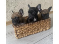 french-bulldog-puppies-for-sale-the-number-is-limited-small-3