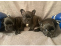 french-bulldog-puppies-for-sale-the-number-is-limited-small-1