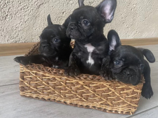 French Bulldog Puppies for Sale The Number is Limited!