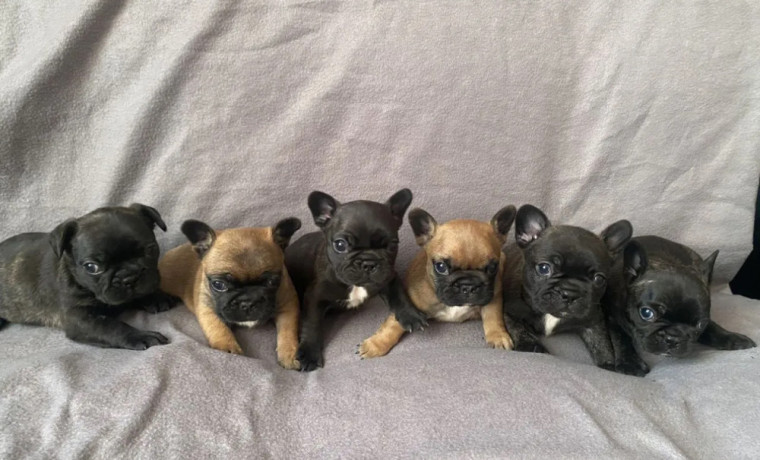 french-bulldog-puppies-for-sale-the-number-is-limited-big-2