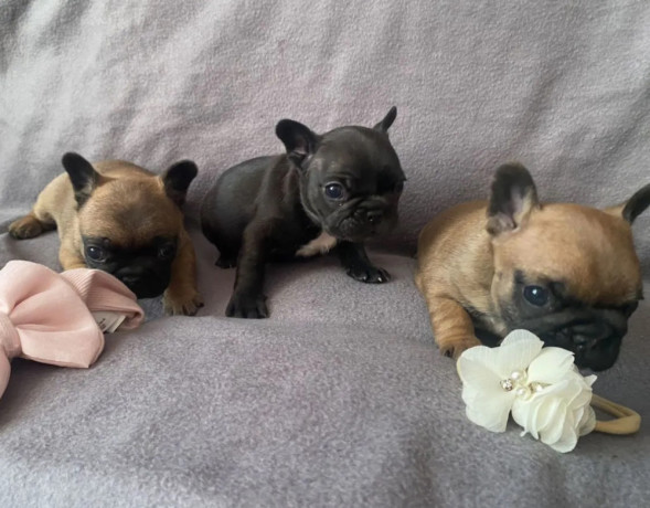 french-bulldog-puppies-for-sale-the-number-is-limited-big-4