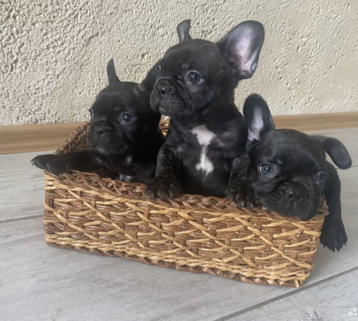 french-bulldog-puppies-for-sale-the-number-is-limited-big-0