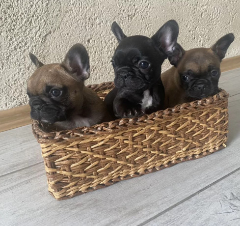 french-bulldog-puppies-for-sale-the-number-is-limited-big-3