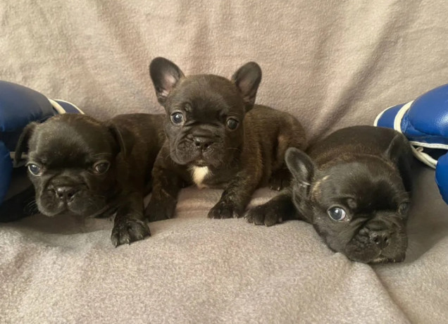 french-bulldog-puppies-for-sale-the-number-is-limited-big-1