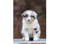 adorable-australian-shepherd-puppies-for-sale-small-4