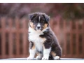 adorable-australian-shepherd-puppies-for-sale-small-3