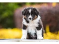 adorable-australian-shepherd-puppies-for-sale-small-2