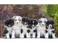 adorable-australian-shepherd-puppies-for-sale-small-5