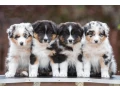 adorable-australian-shepherd-puppies-for-sale-small-0