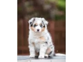 adorable-australian-shepherd-puppies-for-sale-small-1