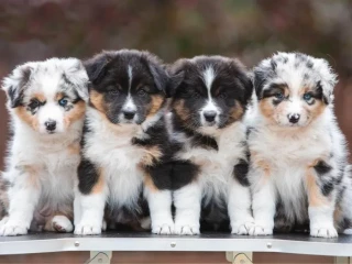 Adorable Australian Shepherd Puppies for Sale!