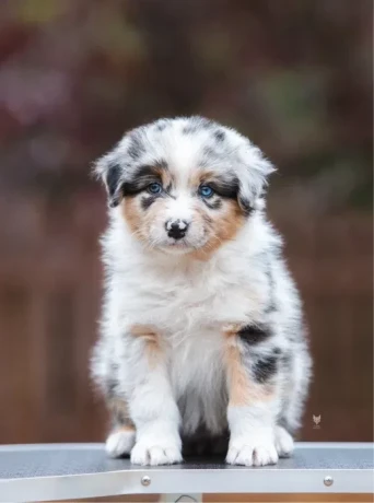 adorable-australian-shepherd-puppies-for-sale-big-4