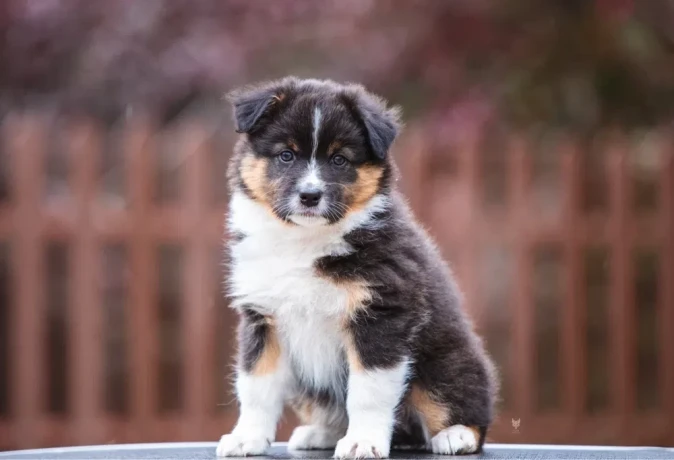 adorable-australian-shepherd-puppies-for-sale-big-3