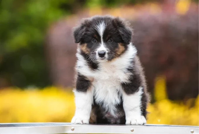 adorable-australian-shepherd-puppies-for-sale-big-2