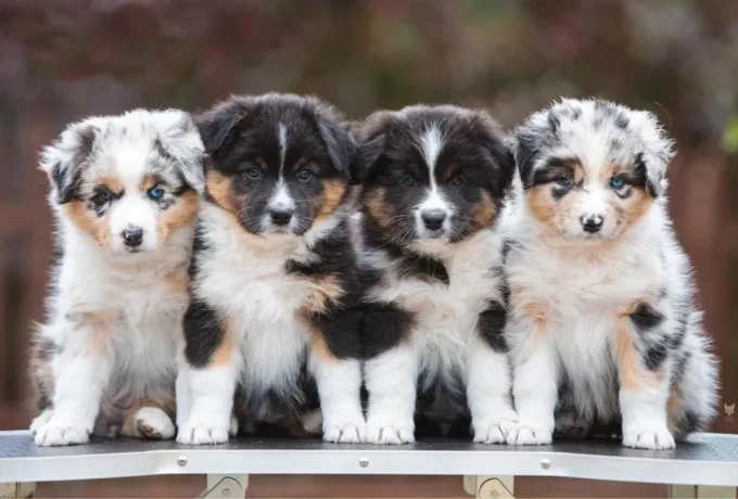 adorable-australian-shepherd-puppies-for-sale-big-0