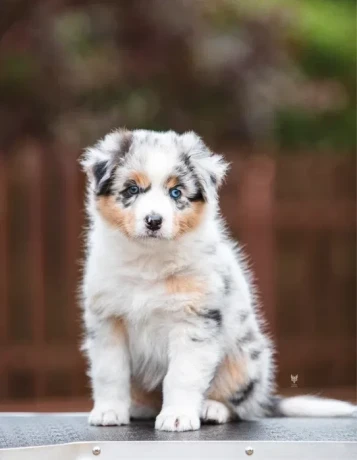 adorable-australian-shepherd-puppies-for-sale-big-1