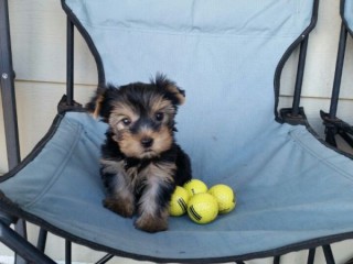 Adorable Yorkshire Terrier Puppies