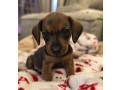 female-dachshund-puppy-looking-for-a-home-in-pennsylvania-pa-small-0