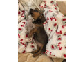 female-dachshund-puppy-looking-for-a-home-in-pennsylvania-pa-small-2