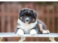 australian-shepherd-puppies-for-sale-small-0