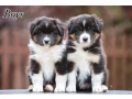 australian-shepherd-puppies-for-sale-small-3