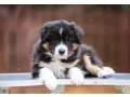 australian-shepherd-puppies-for-sale-small-2