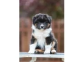 australian-shepherd-puppies-for-sale-small-4