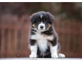 australian-shepherd-puppies-for-sale-small-1