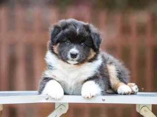 Australian Shepherd Puppies for Sale!