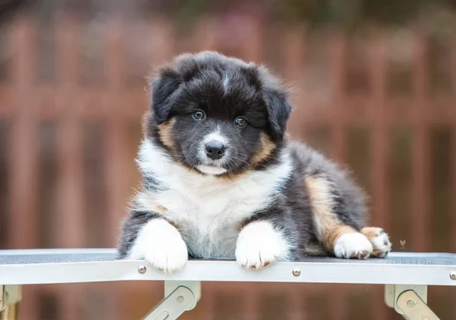 australian-shepherd-puppies-for-sale-big-0