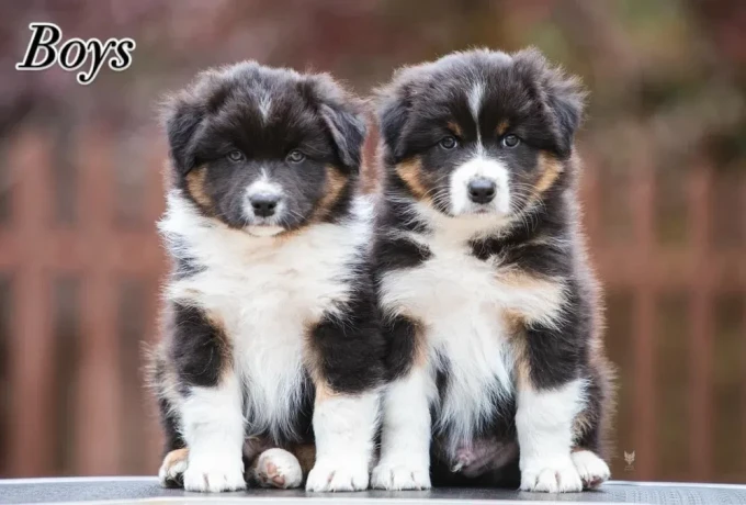 australian-shepherd-puppies-for-sale-big-3