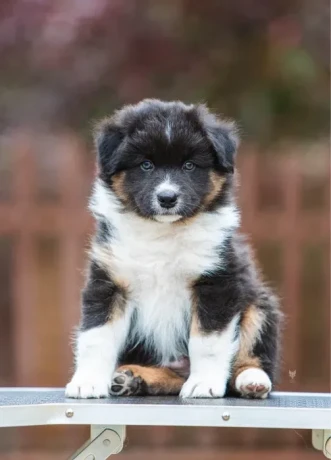 australian-shepherd-puppies-for-sale-big-4