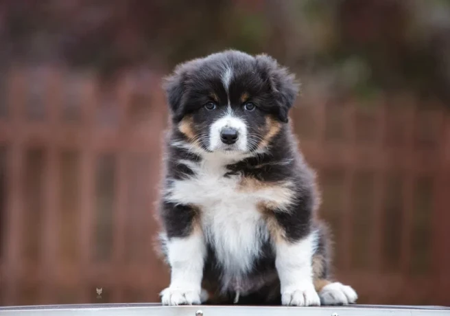 australian-shepherd-puppies-for-sale-big-1