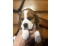 two-male-beagle-puppies-ready-for-adoption-in-new-jersey-nj-small-4