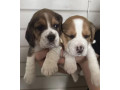 two-male-beagle-puppies-ready-for-adoption-in-new-jersey-nj-small-0