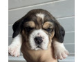 two-male-beagle-puppies-ready-for-adoption-in-new-jersey-nj-small-1