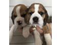 two-male-beagle-puppies-ready-for-adoption-in-new-jersey-nj-small-2