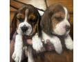 two-male-beagle-puppies-ready-for-adoption-in-new-jersey-nj-small-3