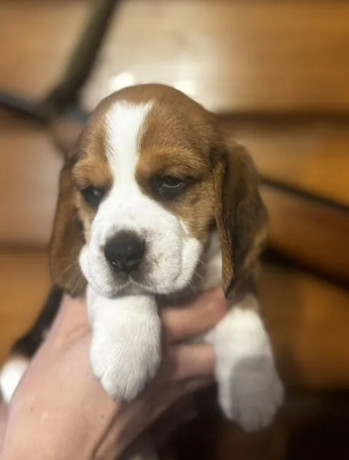 two-male-beagle-puppies-ready-for-adoption-in-new-jersey-nj-big-4