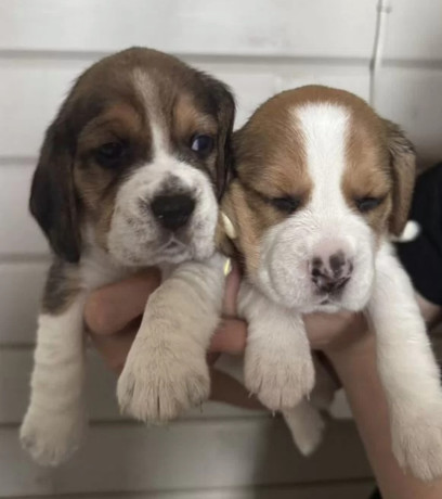 two-male-beagle-puppies-ready-for-adoption-in-new-jersey-nj-big-0