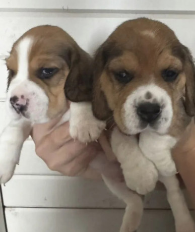 two-male-beagle-puppies-ready-for-adoption-in-new-jersey-nj-big-5