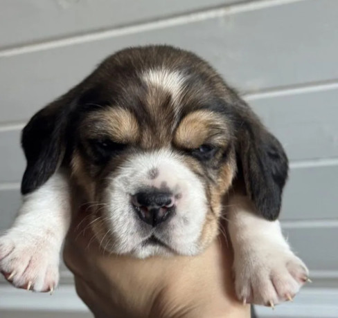 two-male-beagle-puppies-ready-for-adoption-in-new-jersey-nj-big-1