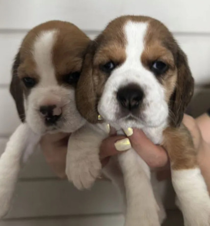 two-male-beagle-puppies-ready-for-adoption-in-new-jersey-nj-big-2