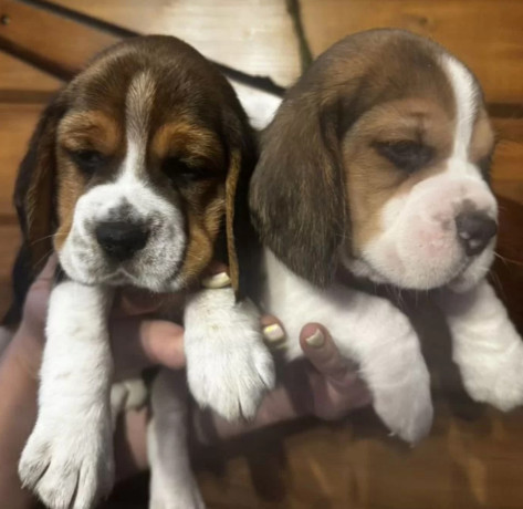 two-male-beagle-puppies-ready-for-adoption-in-new-jersey-nj-big-3