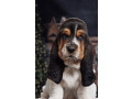 purebred-basset-hound-puppies-for-sale-in-southern-california-small-1