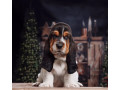 purebred-basset-hound-puppies-for-sale-in-southern-california-small-4