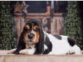 purebred-basset-hound-puppies-for-sale-in-southern-california-small-2